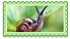 snail